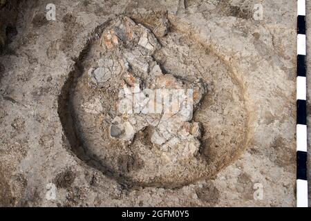 Fouilles archéologiques, creusez un antique artefact en argile avec des outils spéciaux dans le sol Banque D'Images