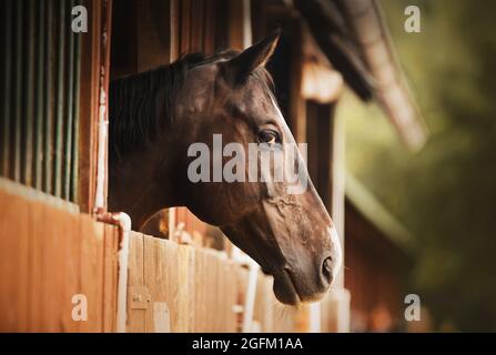 Portrait d'un beau cheval de baie qui se tient dans une cabine un jour d'été et regarde hors de lui avec curiosité. La vie équestre. Banque D'Images