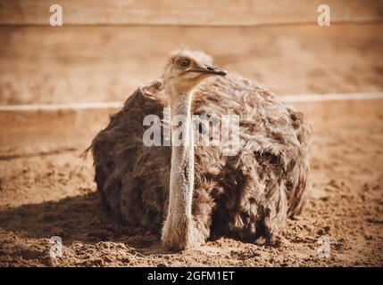 Un autruche sauvage avec un long cou et un plumage brun se trouve sur le sable dans un enclos du zoo. Oiseaux sauvages africains. Banque D'Images