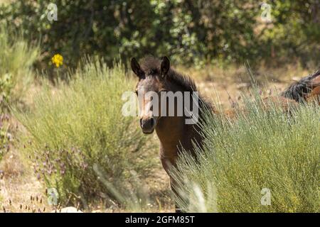 Chevaux sauvages et en danger de disparition de Garrano, Faia Brava, Grande Vallée de l'ACO, Portugal, Europe Banque D'Images