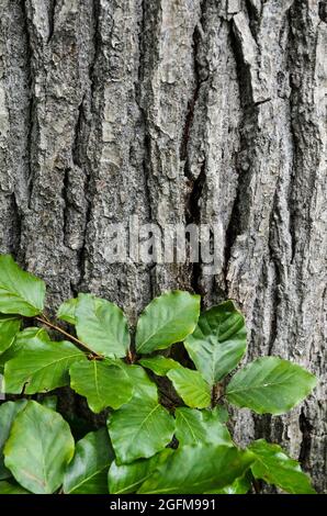 Feuilles de hêtre européen ou de hêtre commun (Fagus sylvatica) devant un tronc de chêne (Quercus) dans une forêt en Allemagne, en Europe Banque D'Images