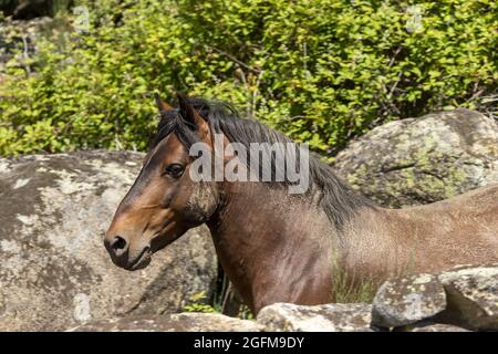 Chevaux sauvages et en danger de disparition de Garrano, Faia Brava, Grande Vallée de l'ACO, Portugal, Europe Banque D'Images