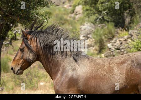 Chevaux sauvages et en danger de disparition de Garrano, Faia Brava, Grande Vallée de l'ACO, Portugal, Europe Banque D'Images