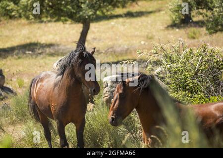 Chevaux sauvages et en danger de disparition de Garrano, Faia Brava, Grande Vallée de l'ACO, Portugal, Europe Banque D'Images