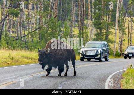 Une bison américaine traversant les rues du parc national de Yellowstone Banque D'Images