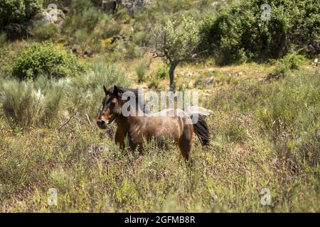 Chevaux sauvages et en danger de disparition de Garrano, Faia Brava, Grande Vallée de l'ACO, Portugal, Europe Banque D'Images