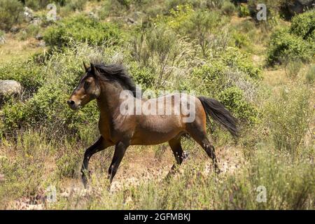 Chevaux sauvages et en danger de disparition de Garrano, Faia Brava, Grande Vallée de l'ACO, Portugal, Europe Banque D'Images