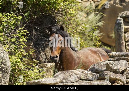 Chevaux sauvages et en danger de disparition de Garrano, Faia Brava, Grande Vallée de l'ACO, Portugal, Europe Banque D'Images