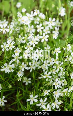 Stellaria holostea, fleurs connues sous le nom de viande d'addersmeat, grande millepertuis, estarmotte, stichmoort ou fleur de mauvaise herbe dans un pré au printemps Banque D'Images