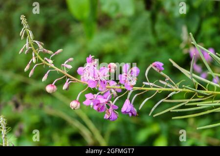 Chamaenerion angustifolium, connu sous le nom d'herbe à feu, grande wlowherb ou rosebay willowherb en Allemagne, Europe Banque D'Images