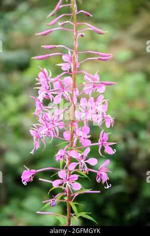 Chamaenerion angustifolium, connu sous le nom d'herbe à feu, grande wlowherb ou rosebay willowherb en Allemagne, Europe Banque D'Images