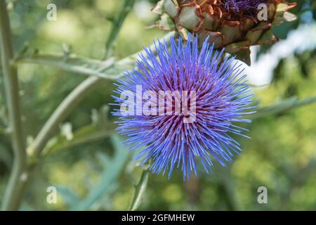 Artichaut fleuri avec fleur pourpre et feuilles vertes. Chardon d'artichaut sauvage, cardunculus de Cynara sauvage ou Cardoon. Vue de dessus, gros plan. Banque D'Images