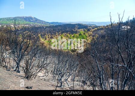 Mont Parnitha, dans la région d'Attica, en Grèce, après le feu de brousse qui a détruit une grande partie de ses forêts et de ses bois. Banque D'Images