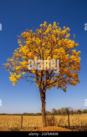 Une bépe à fleurs jaunes sur le côté d'une route dans l'état de Goiás.Yellow ipê, un cerrado brésilien typique. Handroanthus albus. Banque D'Images