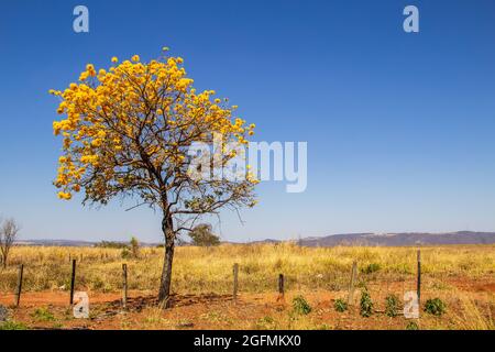 Une bépe à fleurs jaunes sur le côté d'une route dans l'état de Goiás.Yellow ipê, un cerrado brésilien typique. Handroanthus albus. Banque D'Images