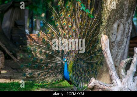 Magnifique paon avec plumes Banque D'Images
