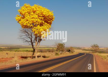 Une bépe à fleurs jaunes sur le côté d'une route dans l'état de Goiás.Yellow ipê, un cerrado brésilien typique. Handroanthus albus. Banque D'Images