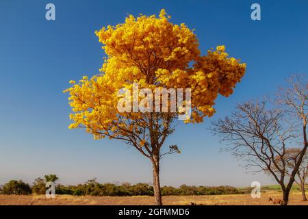 Une bépe à fleurs jaunes sur le côté d'une route dans l'état de Goiás.Yellow ipê, un cerrado brésilien typique. Handroanthus albus. Banque D'Images