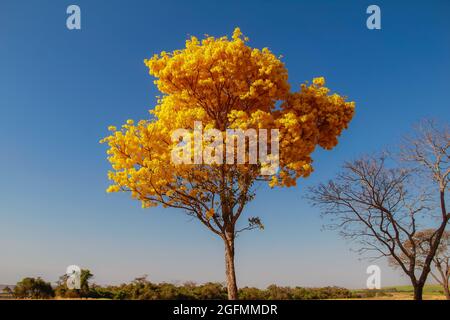 Une bépe à fleurs jaunes sur le côté d'une route dans l'état de Goiás.Yellow ipê, un cerrado brésilien typique. Handroanthus albus. Banque D'Images