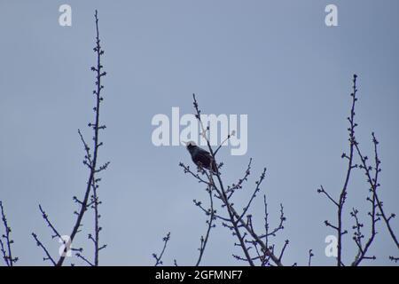 Oiseau sur une branche d'arbre sans feuilles Banque D'Images