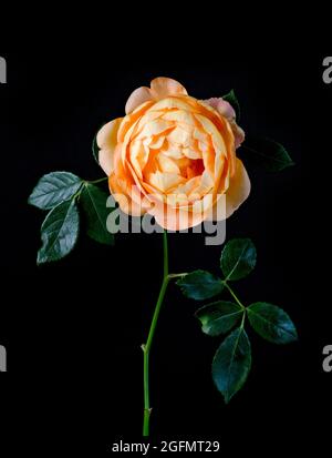 Belle fleur de rose d'orange photographiée sur fond de fond Uni Banque D'Images