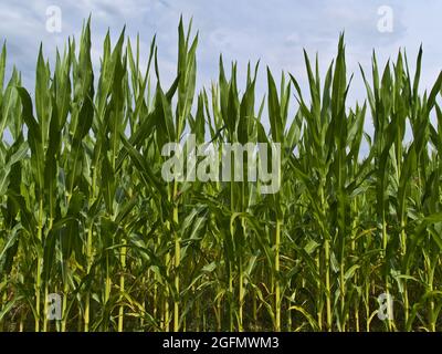 Vue de face du champ de maïs agricole avec des plants de maïs de couleur vert vif en été par beau temps avec des nuages dans le ciel près de Weilheim, Allemagne. Banque D'Images