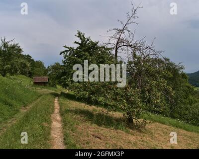 Perspective décroissante du chemin avec un petit hangar sur la pente de la montagne de Limbourg entre les prés et les arbres fruitiers près de Weilheim an der Teck, Allemagne. Banque D'Images