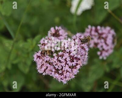 Vue en grand angle de la tête de fleur d'une plante d'origan (origanum vulgare) avec fleur de couleur rose et deux abeilles collectant le nectar sur une prairie. Banque D'Images