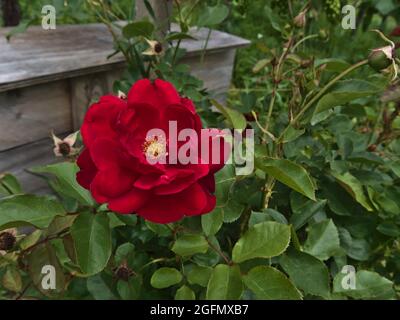 Vue sur la belle fleur de rose (rosa) avec fleur rouge vif dans un jardin sauvage en été avec des feuilles vertes et une boîte en bois en arrière-plan. Banque D'Images