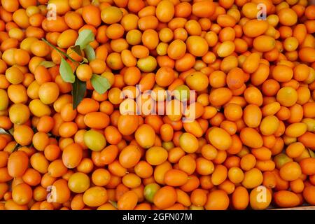 Présentation de kumquats fraîchement cueillis Banque D'Images