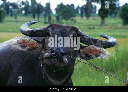 Thaïlande. Agriculture. Buffalo aquatique. Banque D'Images