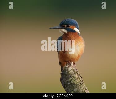 Kingfisher assis sur la perche tôt le matin au soleil, au nord du pays de Galles Banque D'Images