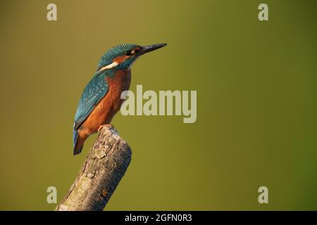 Kingfisher assis sur la perche tôt le matin au soleil, au nord du pays de Galles Banque D'Images