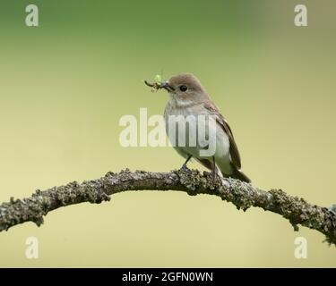 Femelle à pied de flycatcher sur une frange de bois, transportant de la nourriture pour les jeunes couvées, au nord du pays de Galles Banque D'Images