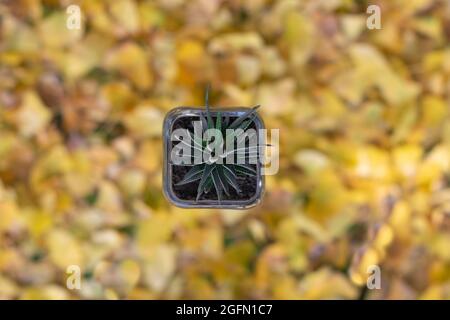 Plante de samll dans pot de verre élevé au-dessus des feuilles de ginkgo biloba jaune avec fond flou Banque D'Images