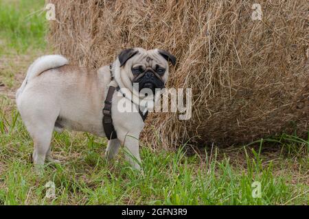 Un petit pug se tient devant une énorme balle de foin dans le pré. Banque D'Images