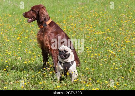 Beau Setter irlandais brillant et un petit pug s'assoient ensemble sur un pré de fleurs au soleil. Les chiens ne pouvaient pas être plus différents Banque D'Images