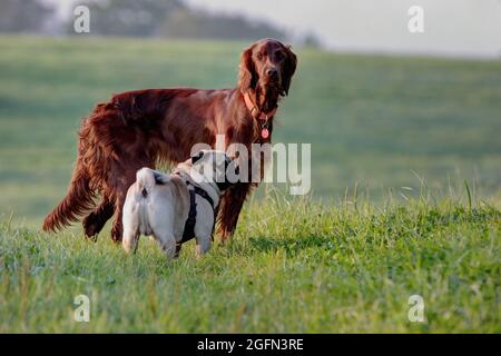 Un joli petit pug et un beau décor irlandais se tiennent à la lumière du soleil du matin dans un pré. Banque D'Images