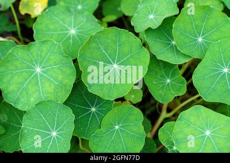 Fleurs de Naturtium. Feuilles vertes de nasturtium sur un lit de fleurs en été. Photo de haute qualité Banque D'Images