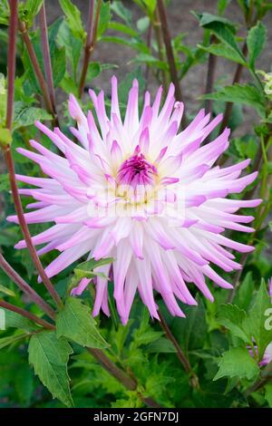 Dahlia « Clearview Cameron ». Moyen semi Cactus, pétales blancs avec bouts lavande. Fleur de Singlee avec arrière-plan de feuillage Banque D'Images