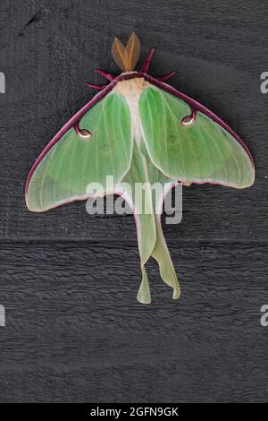 Un Luna Moth en danger dans un état immaculé Banque D'Images