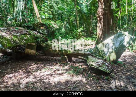 Épave d'avion dans le sanctuaire de la vie sauvage du bassin de Cockscomb, Belize. Cet avion s'est écrasé avec le Dr Alan Rabinowitz, biologiste étudiant jaguars. Banque D'Images