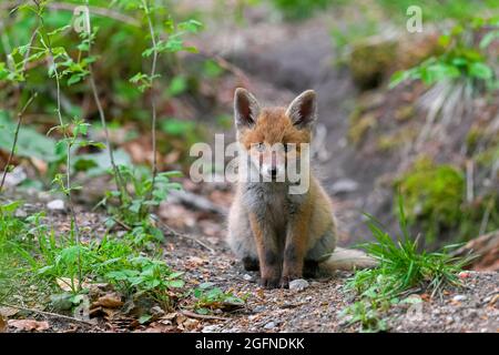 Jeune renard roux (Vulpes vulpes) kit simple / cub près du terrier / den en forêt au printemps Banque D'Images