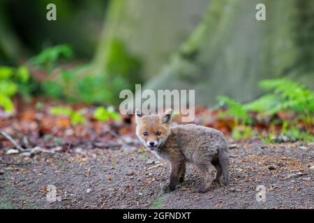 Jeune renard roux (Vulpes vulpes) kit simple / cub près du terrier / den en forêt au printemps Banque D'Images