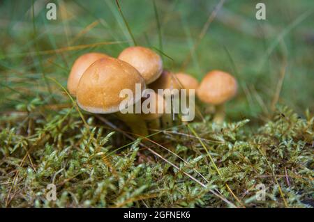 Culture d'un petit groupe de magnifiques champignons comestibles au miel ou de tabourets de crapaumes non comestibles en mousse dans la forêt d'automne lettone sombre Banque D'Images