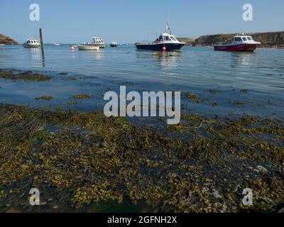 Algues dans un port marémotrice, Bude, Cornwall, Royaume-Uni Banque D'Images