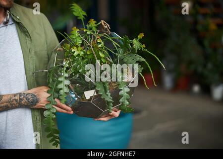 Mains mâles tenant un verre géométrique succulent terrarium Banque D'Images