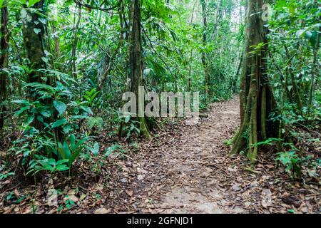 Sentier de randonnée une forêt de parc national Laguna Lachua, Guatemala Banque D'Images