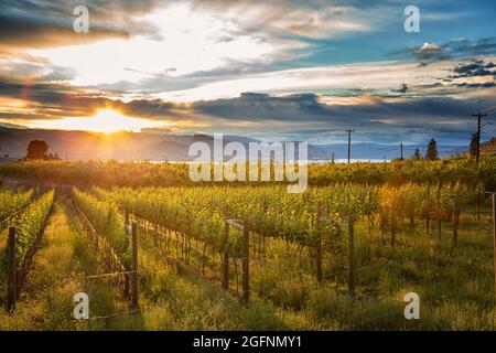 Coucher de soleil au lac Okanagan près de Penticton avec un vignoble en premier plan, Colombie-Britannique, Canada Banque D'Images