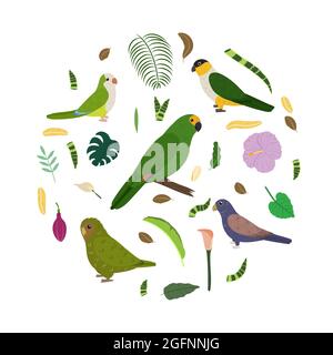 Modèle avec perroquets en cercle pour un imprimé enfant. Composition ronde d'oiseaux tropicaux amazone, perroquet de chouette, ailes de broze, tête noire, perroquet de moine. Ensemble vectoriel de la vie de la jungle dans le style de dessin animé. Illustration de Vecteur